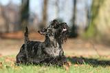 SCOTTISH TERRIER 025